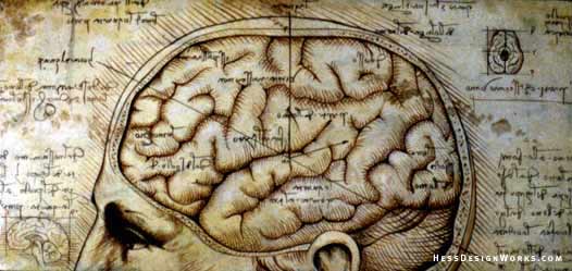 brain cutaway drawing da vinci Stock Art Image