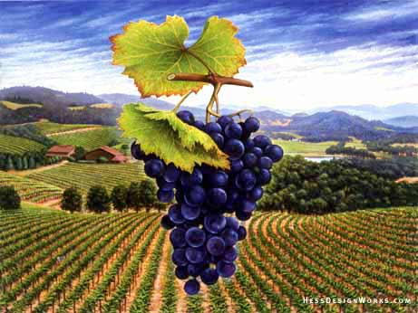 grape wine landscape Stock Image