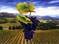 Grape Expectations